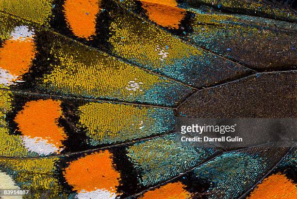 spicebush swallowtail butterfly wing scale details - schmetterling stock-fotos und bilder
