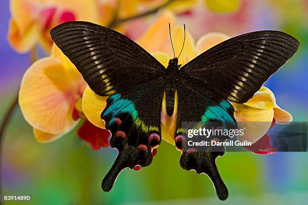 papilio krishna from china on orchid - lepidoptera stock pictures, royalty-free photos & images