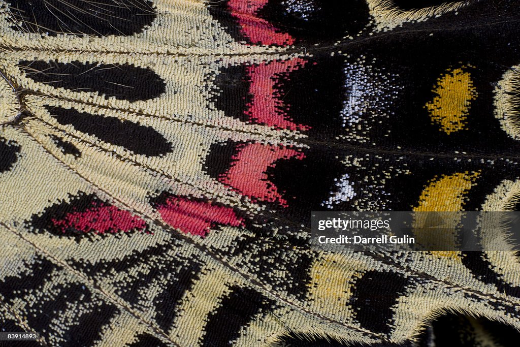 Wing underside close-up Bhutanitis mansfieldi