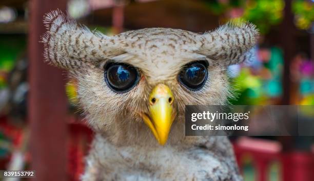 baby barred eagle-owl - barred owl stock pictures, royalty-free photos & images