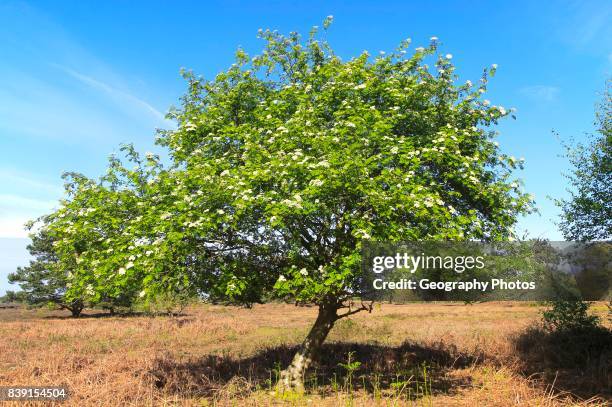 Rowan tree on heathland, Hollesley Common heath, Suffolk Sandlings, England, UK.