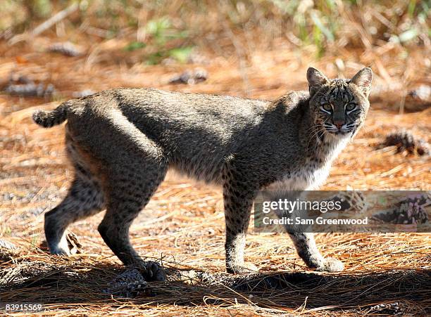 Bobcat is spotted near the fairway during the second round of the LPGA Qualifying School at LPGA International on December 4, 2008 in Daytona Beach,...