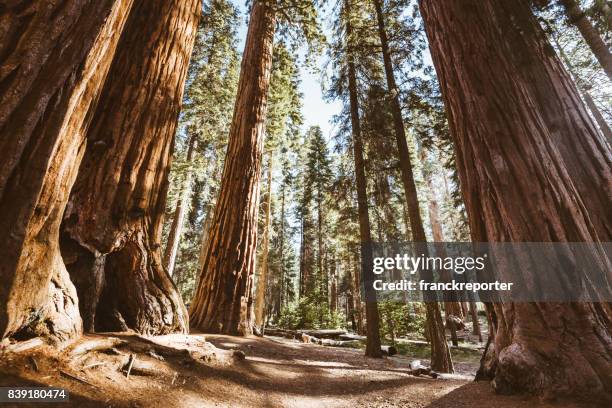 parque nacional de secuoyas - bosque nacional de secoya fotografías e imágenes de stock