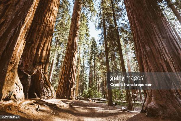 sequoia national park bomen - sequoia stockfoto's en -beelden