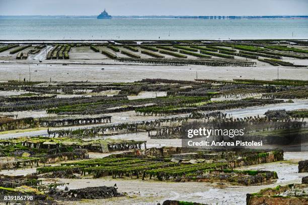 oyster farming in cancale, brittany, france - cancale fotografías e imágenes de stock