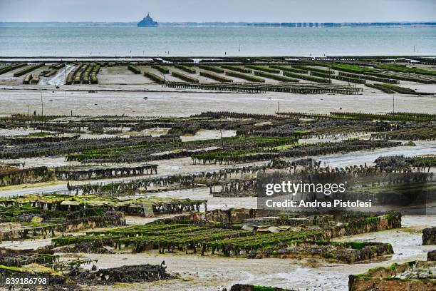 oyster farming in cancale, brittany, france - cancale bildbanksfoton och bilder
