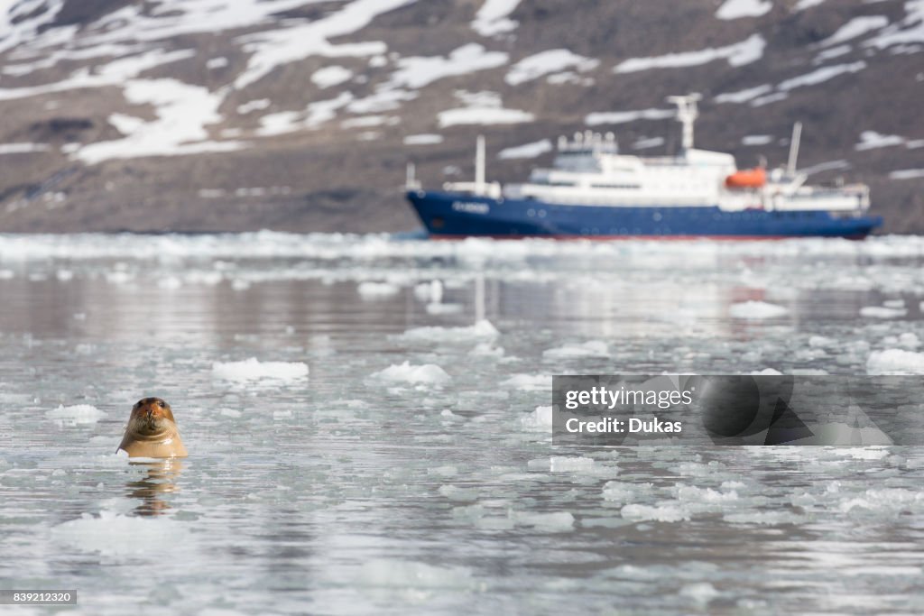 Bearded seal.