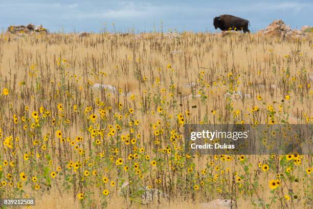 Utah, Davis County, Antelope Island State Park, Bison.