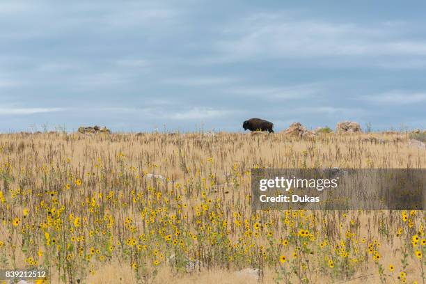 Utah, Davis County, Antelope Island State Park, Bison.