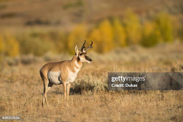 Wyoming, Yellowstone, National Park, UNESCO, World Heritage, Pronghorn antelope, Antilocapra Americana.