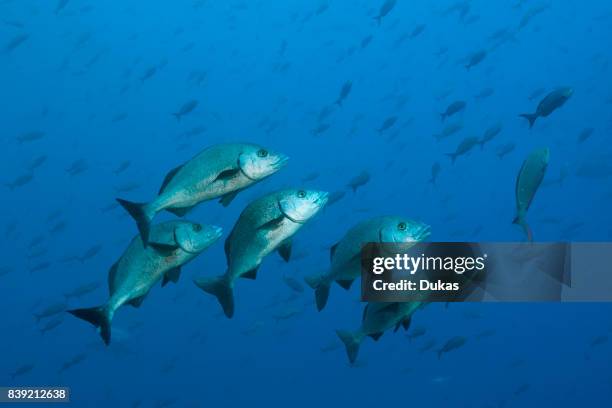 Shoal of Galapgos Grunt, Orthopristis forbesi, Arch, Galapagos, Darwin Island, Ecuador.