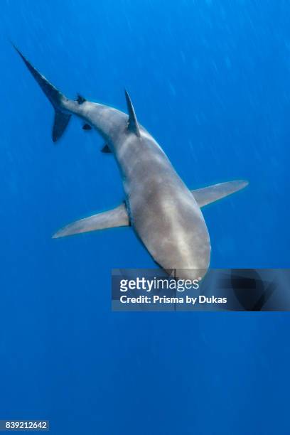 Silky Shark, Carcharhinus falciformis, Arch, Galapagos, Darwin Island, Ecuador.