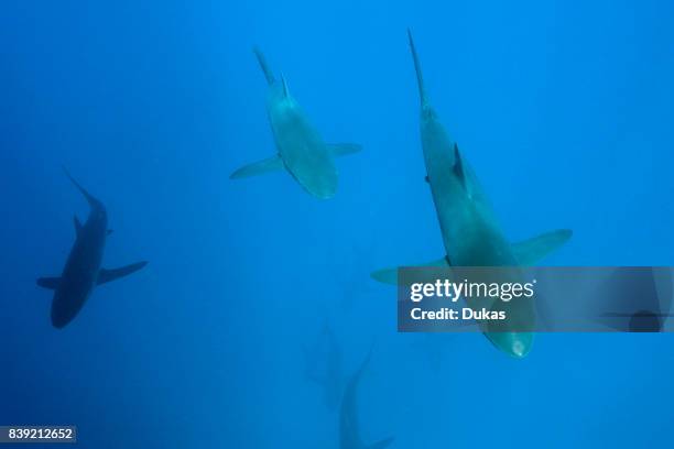 Silky Sharks, Carcharhinus falciformis, Arch, Galapagos, Darwin Island, Ecuador.
