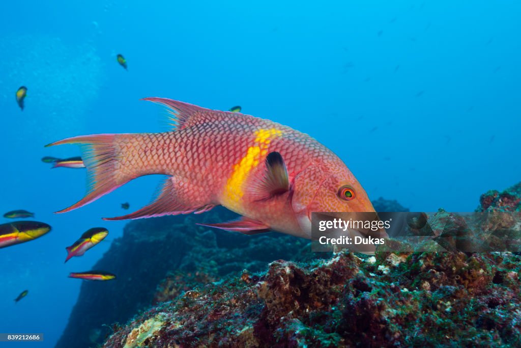 Mexican Hogfish.
