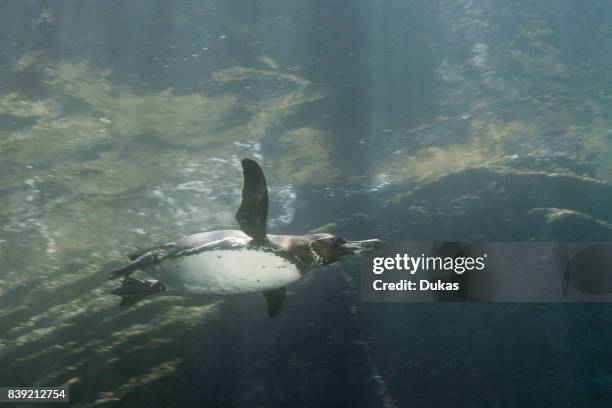 Penguin, Spheniscus mendiculus, Punta Vicente Roca, Galapagos, Isabela Island, Ecuador.