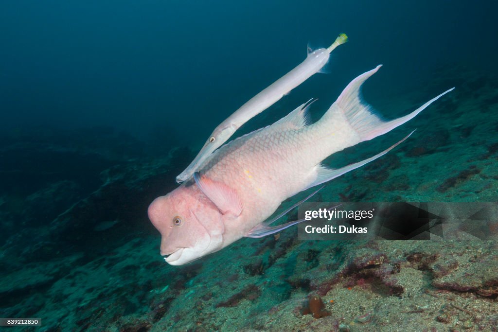 Mexican Hogfish accompanied by Trumpetfish.