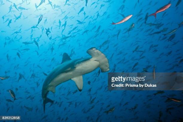 Scalloped Hammerhead Shark, Sphyrna lewini, Arch, Galapagos, Darwin Island, Ecuador.