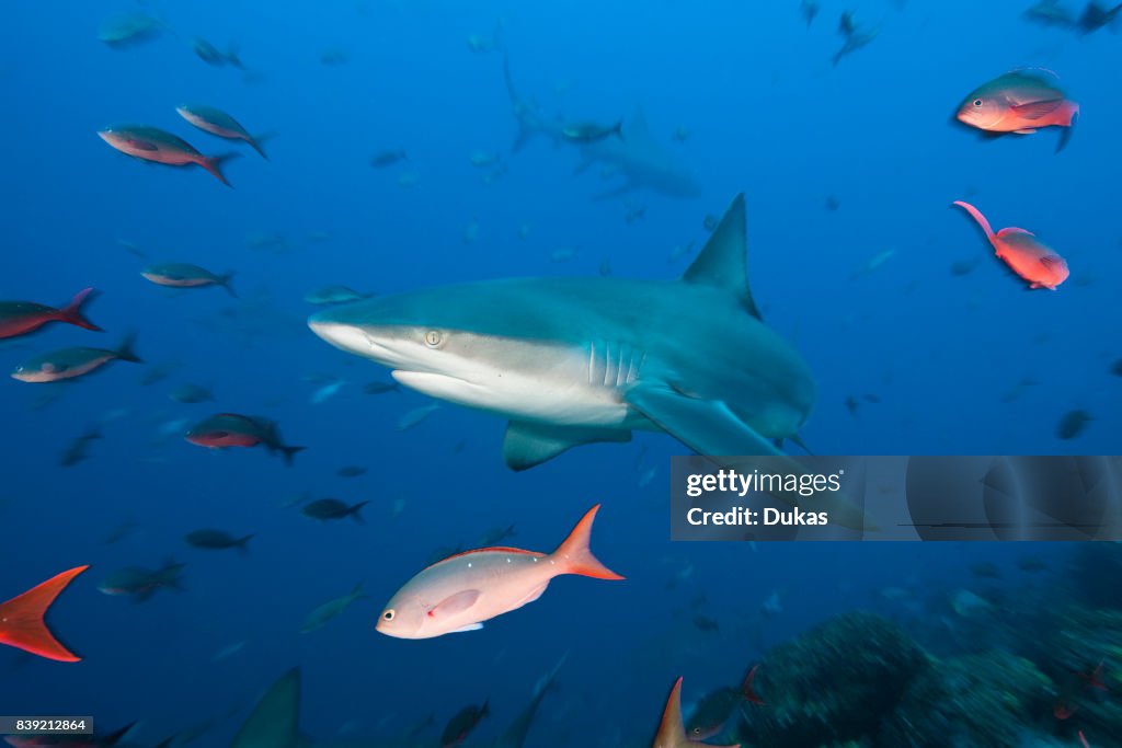 Shark.