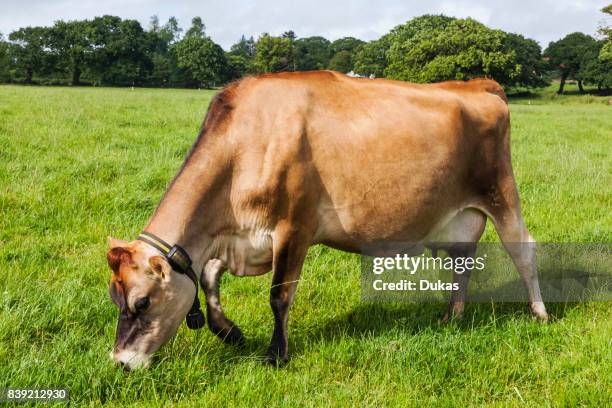 United Kingdom, Channel Islands, Jersey, Jersey Cow.