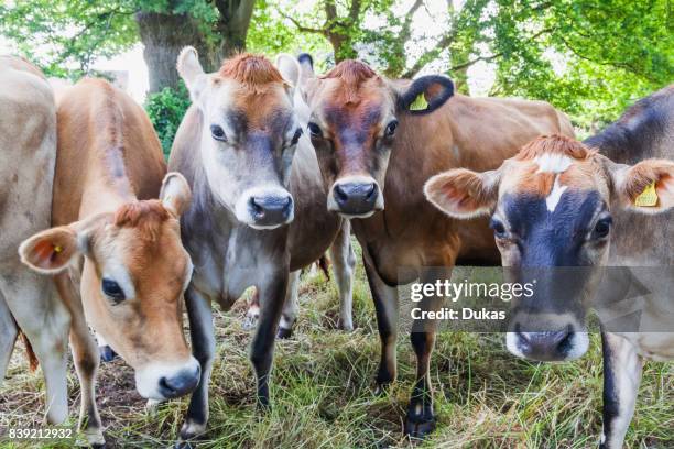 United Kingdom, Channel Islands, Jersey, Jersey Cows.