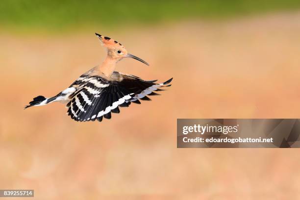 hoopoe in flight 1 - hoopoe stock pictures, royalty-free photos & images