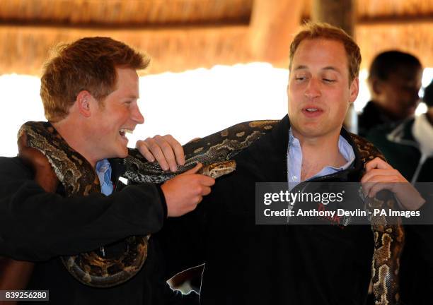 244 Southern African Python Stock Photos, High-Res Pictures, and Images ...