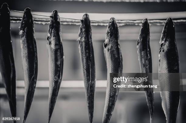 dry salted sprat fish。 - sprat fish stock pictures, royalty-free photos & images