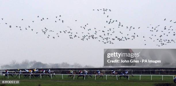 Flock of ducks follow a field of runners at Catterick Racecourse.