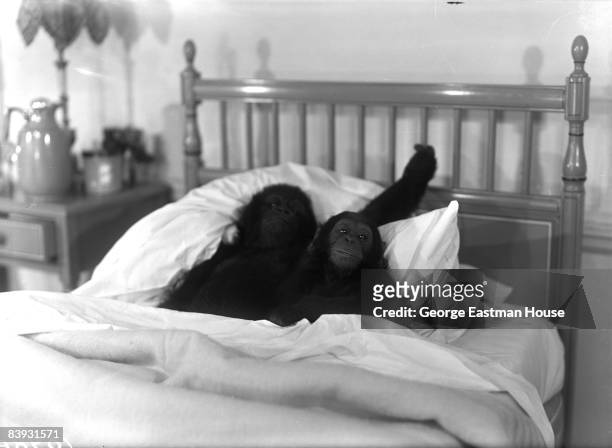Two chimpanzees cozy up with each other on a bed, ca.1930s. Kenya.