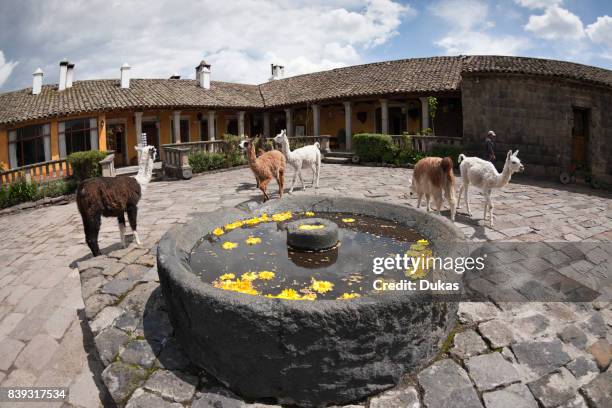 Lamas at Hacienda San Augustin de Callo, Lama glama, Cotopaxi National Park, Ecuador.