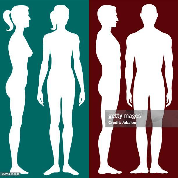 stockillustraties, clipart, cartoons en iconen met menselijk lichaam-silhouet - male body