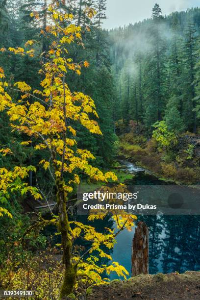 Oregon, Willamette National Forest, Blue Pool on the McKenzie River, Tamolitch Pool.