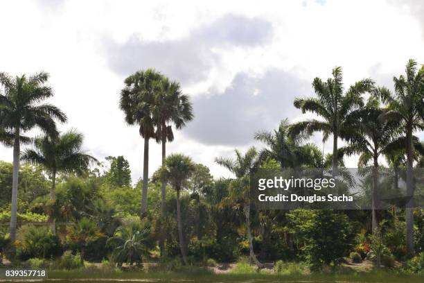tropical forest along a pond - palm coast stock pictures, royalty-free photos & images