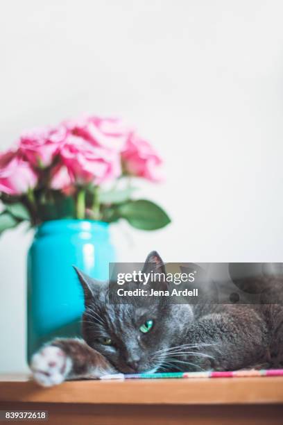 gray cat laying down on table - jena rose stock-fotos und bilder