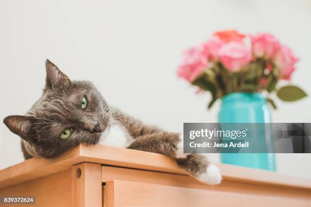 cat lying down - cat lying down stock pictures, royalty-free photos & images