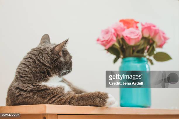 cat and flowers - jena rose stock-fotos und bilder