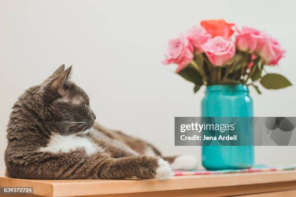 cat and flowers on kitchen table - jena rose foto e immagini stock