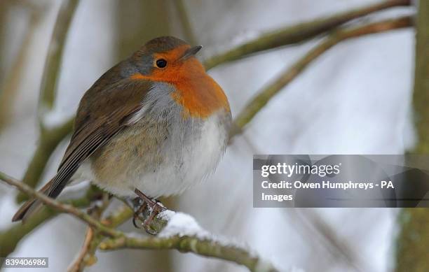 Fat Robiin 314 Fat Robin Stock Photos, High-Res Pictures, and Images - Getty Images