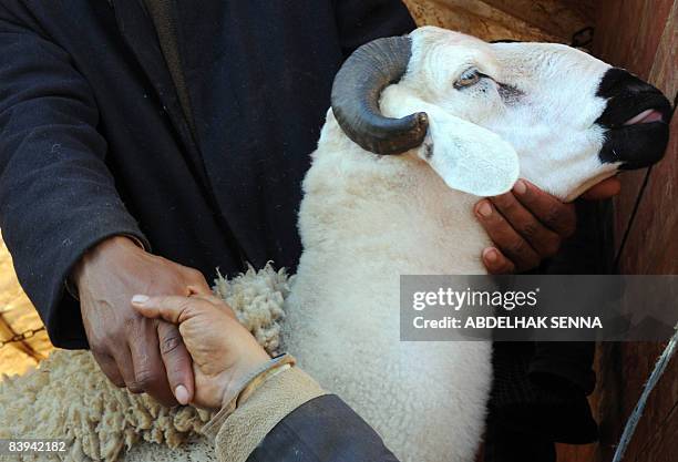 Herve GUILBAUD A person buys a sheep on December 5, 2008 in Rabat ahead of Muslim religious holiday Aid el-Kebir. AFP PHOTO / ABDELHAK SENNA