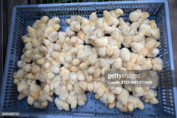 Picture taken on July 12, 2017 shows day-old chicks at the Valentine Chicken Hatchery. Farming in Nigeria is not for the fainthearted. Intermittent...