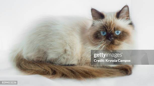 seal point himalayan cat isolated on white - himalayan cat stock pictures, royalty-free photos & images