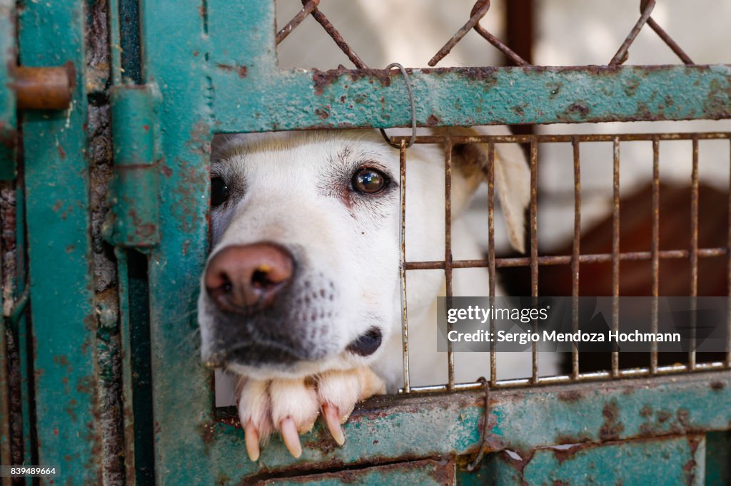 A mixed-breed dog looking sad behind a fence in a dog shelter in Mexico City