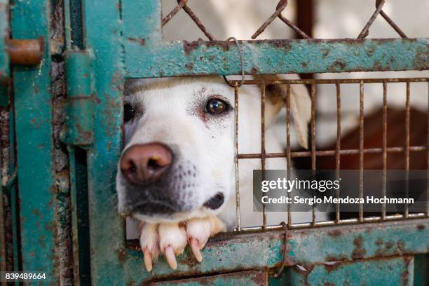 a mixed-breed dog looking sad behind a fence in a dog shelter in mexico city - kooi stockfoto's en -beelden
