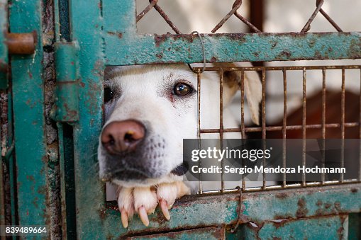 A mixed-breed dog looking sad behind a fence in a dog shelter in Mexico City A mixed-breed dog looking sad behind a fence in a dog shelter in Mexico City