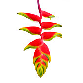 Heliconia rostrata also known as Hanging Lobster Claw or False Bird of Paradise orchid..