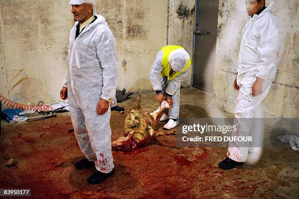 People slaughter sheep on December 8, 2008 in Bourg-en-Bresse, southeastern France during the Aid-el-Kebir sheep ritual. The religious holiday, Aid...