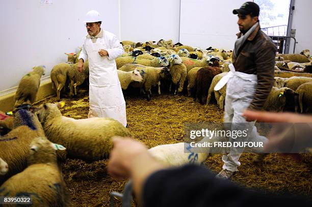 Men choose sheep on December 8, 2008 in Bourg-en-Bresse, southeastern France during the Aid-el-Kebir sheep ritual. The religious holiday, Aid...