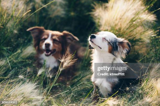 sunbathing mini australian shepherds - australian shepherd stock pictures, royalty-free photos & images