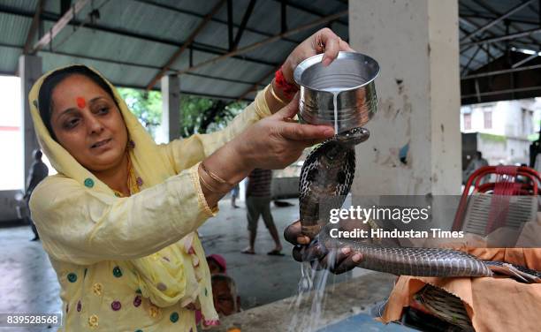 Devotee bathes a snake with milk on Nag Panchami festival, on August 26, 2017 in Jammu, India. Nag Panchami is a traditional worship of snakes or...