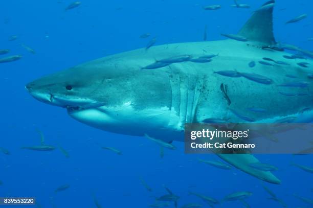great white swims through bait fish - shark attack 個照片及圖片檔